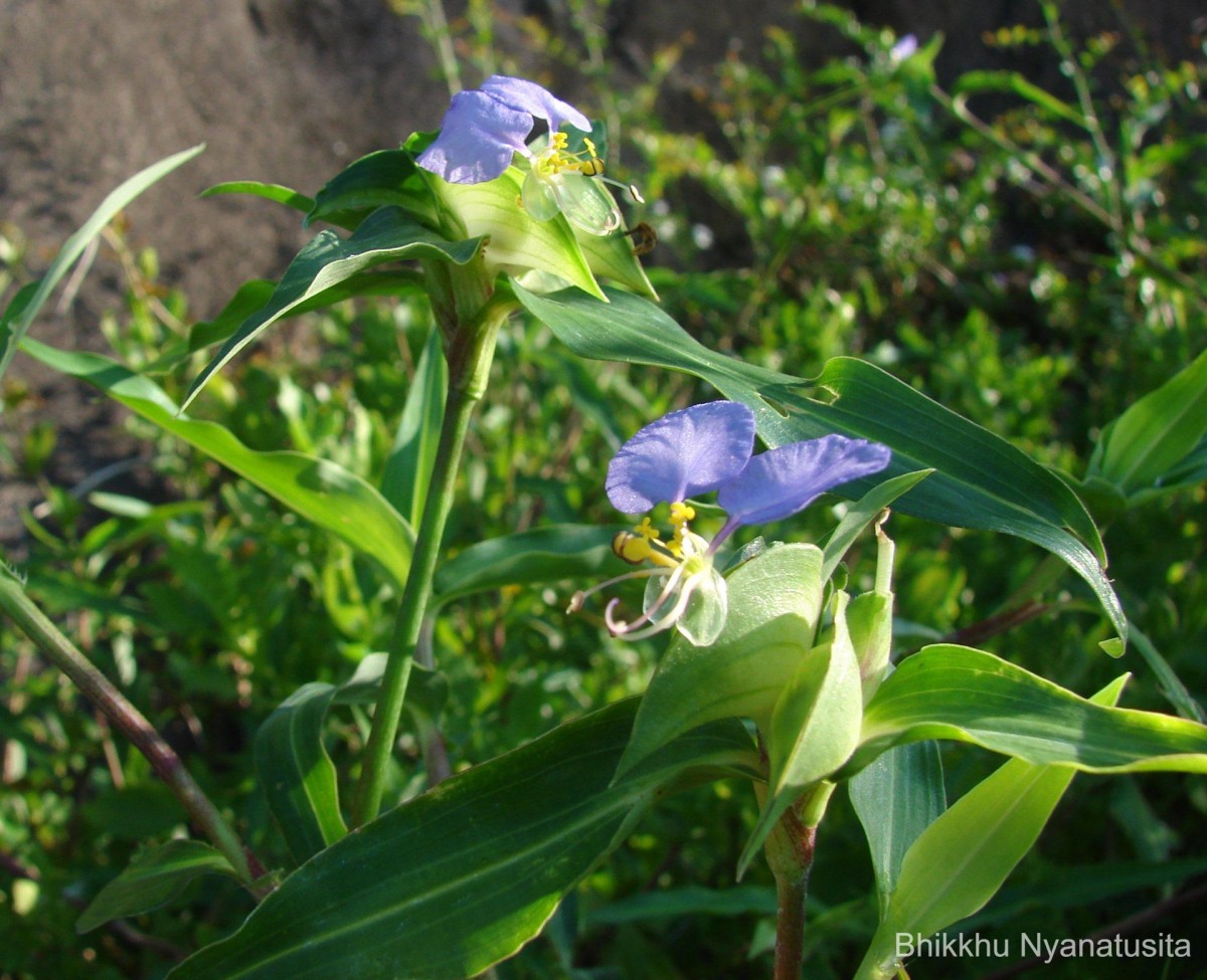 Commelina diffusa Burm.f.